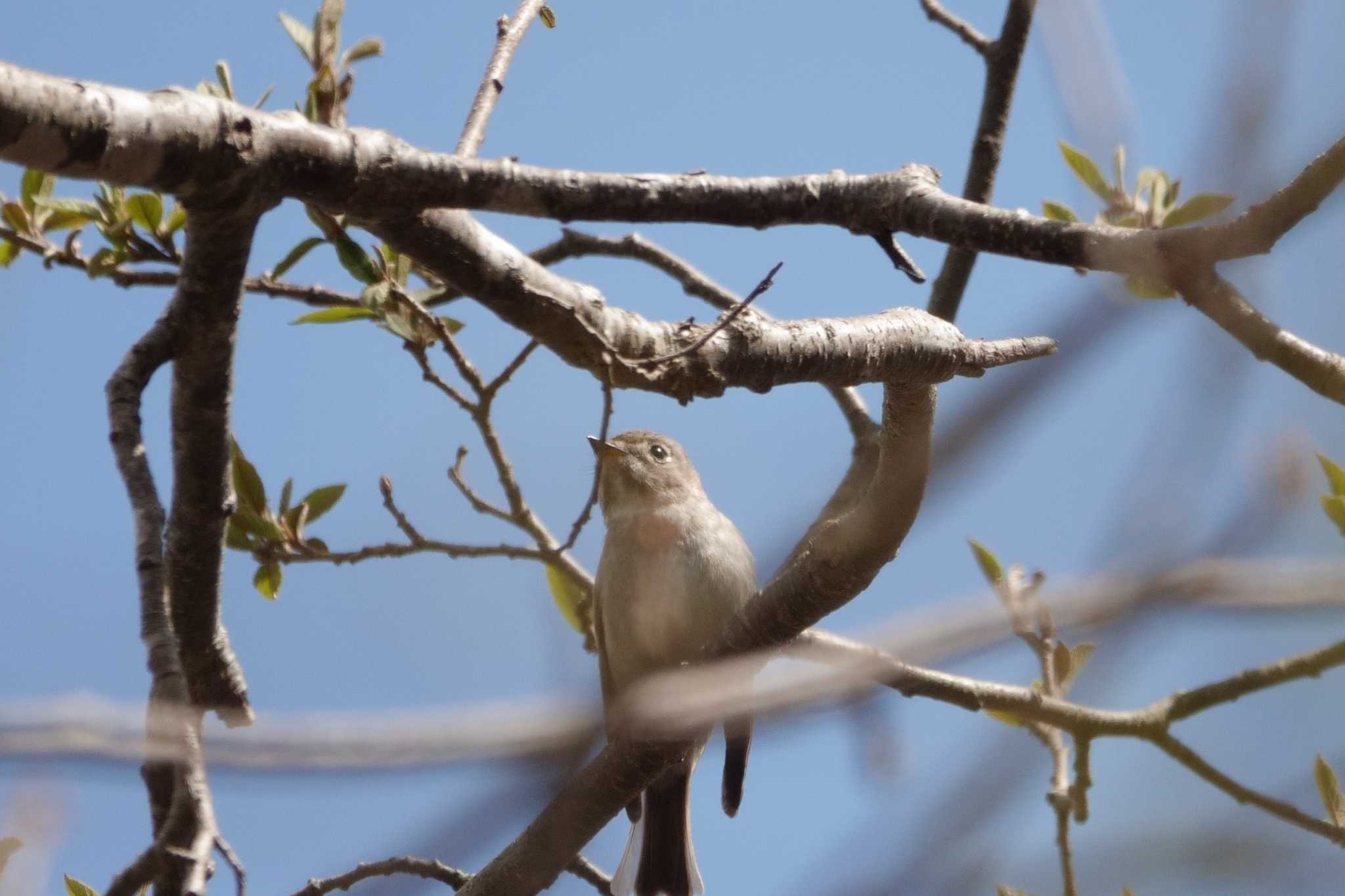 Photo of Asian Brown Flycatcher at 裏磐梯 by とみた