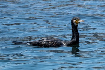 Great Cormorant 平磯海岸 Fri, 5/5/2023