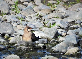 Oriental Pratincole 酒匂川河口 Fri, 5/5/2023