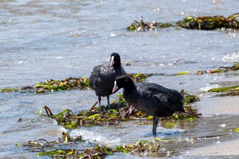 Eurasian Coot 平磯海岸 Fri, 5/5/2023