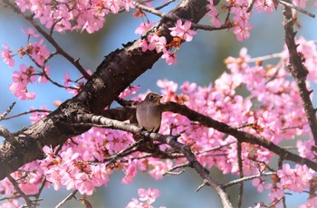 Asian Brown Flycatcher 戸隠森林公園 Tue, 5/2/2023