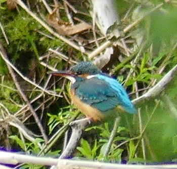 カワセミ 真駒内川 2023年5月5日(金)