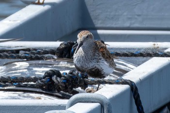 Dunlin 平磯海岸 Fri, 5/5/2023