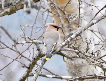 Bohemian Waxwing Senjogahara Marshland Wed, 5/3/2023