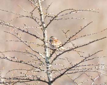 Chestnut-eared Bunting Senjogahara Marshland Wed, 5/3/2023