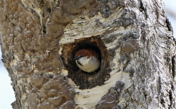 Russet Sparrow Senjogahara Marshland Wed, 5/3/2023