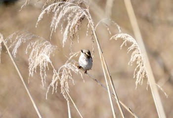 Russet Sparrow Senjogahara Marshland Wed, 5/3/2023