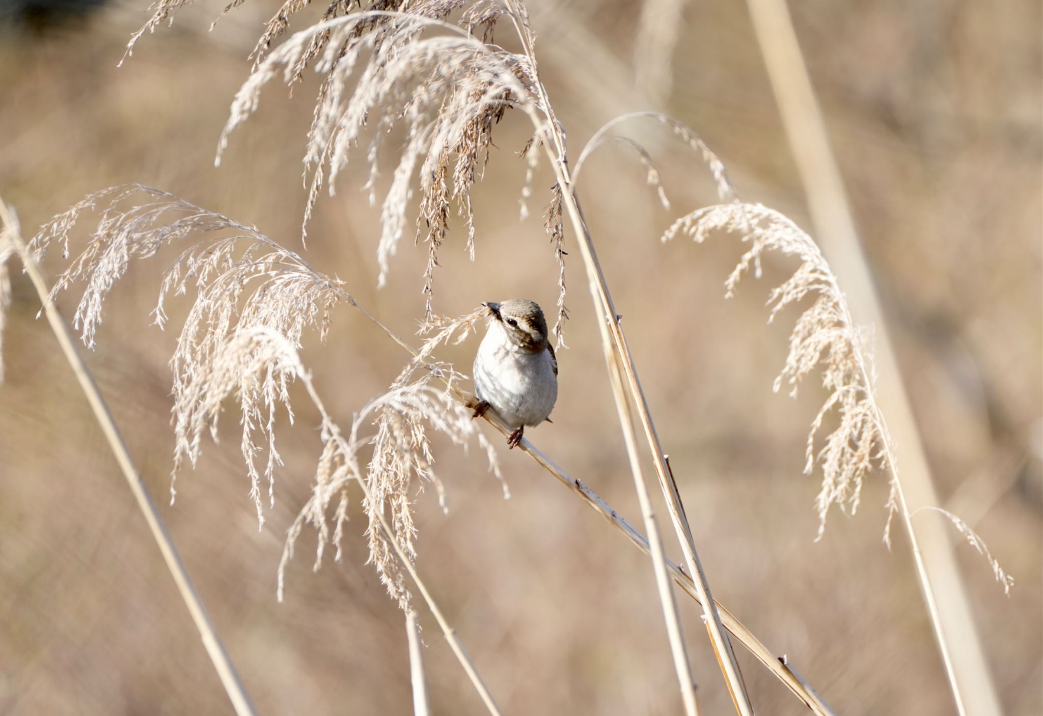 Photo of Russet Sparrow at Senjogahara Marshland by Kuu