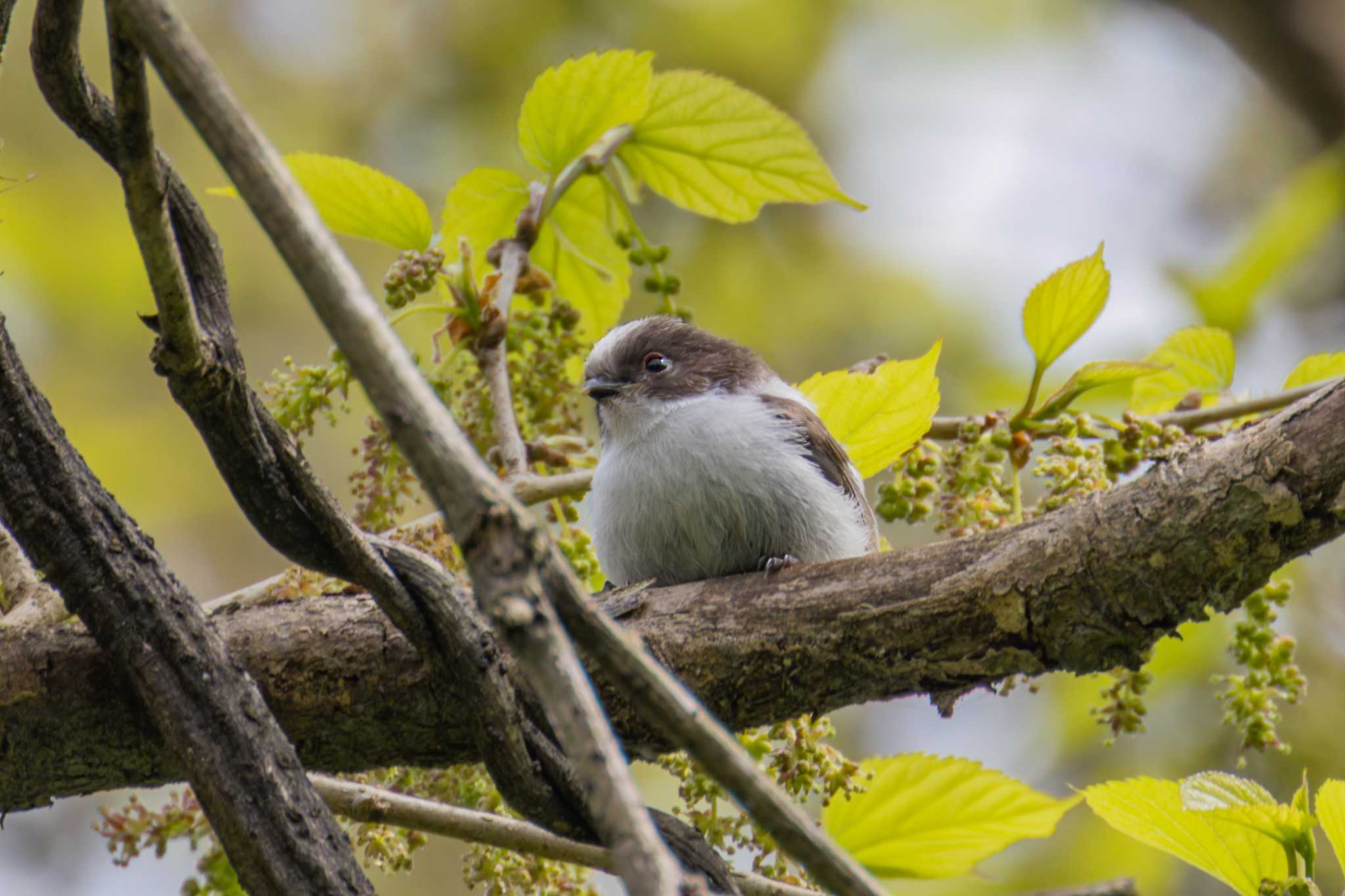 Photo of Long-tailed Tit at 太白山自然観察の森 by LeoLeoNya