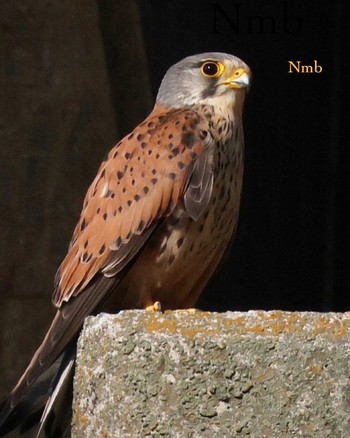 Common Kestrel Unknown Spots Unknown Date