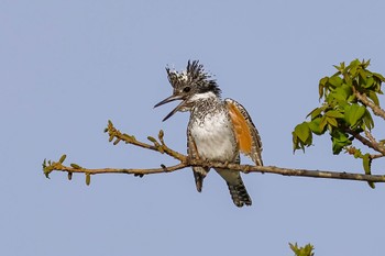 Crested Kingfisher Unknown Spots Wed, 5/3/2023