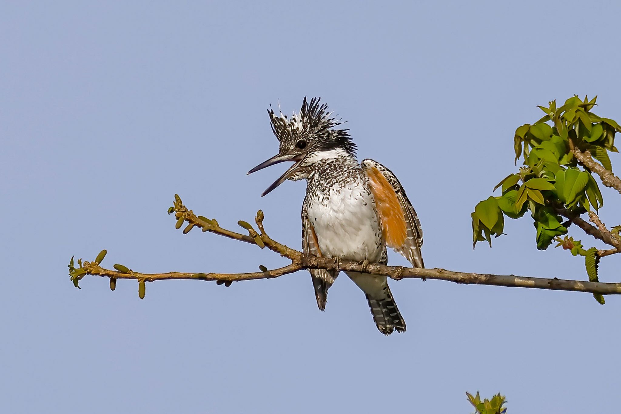 Photo of Crested Kingfisher at  by amachan