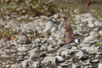 Oriental Pratincole 酒匂川河口 Fri, 5/5/2023