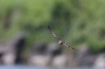 Oriental Pratincole 酒匂川河口 Fri, 5/5/2023