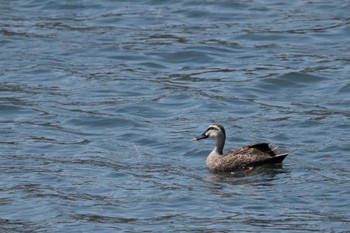 Eastern Spot-billed Duck 平磯海岸 Fri, 5/5/2023