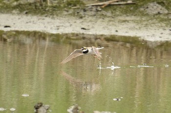 コチドリ 葛西臨海公園 2018年6月17日(日)