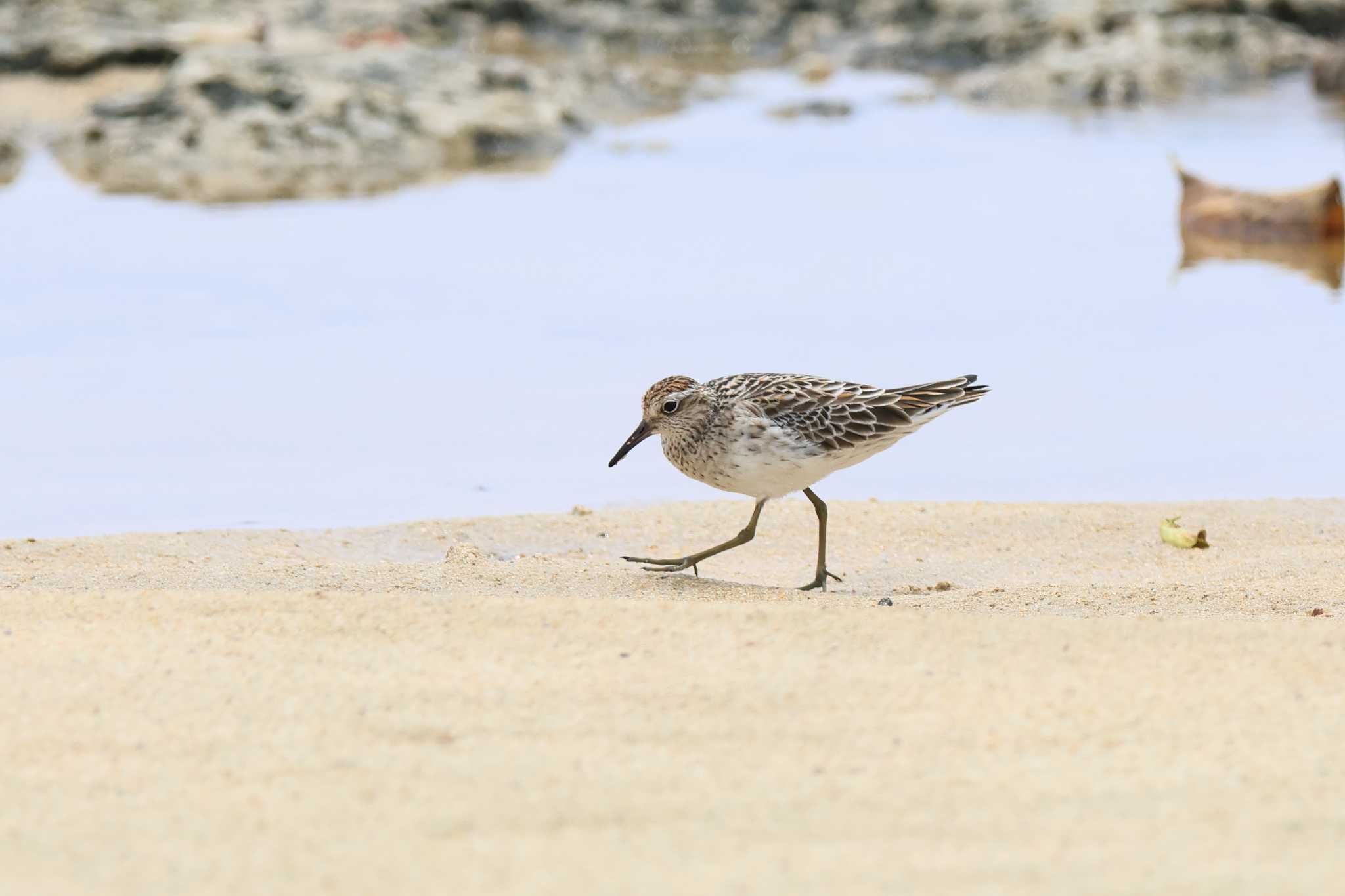 Sharp-tailed Sandpiper