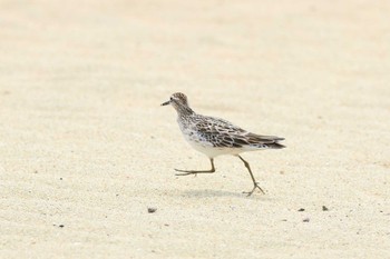 Sharp-tailed Sandpiper 大瀬海岸(奄美大島) Mon, 5/1/2023