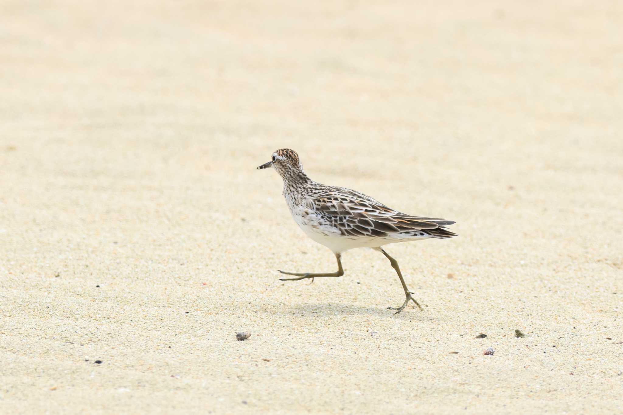 Sharp-tailed Sandpiper