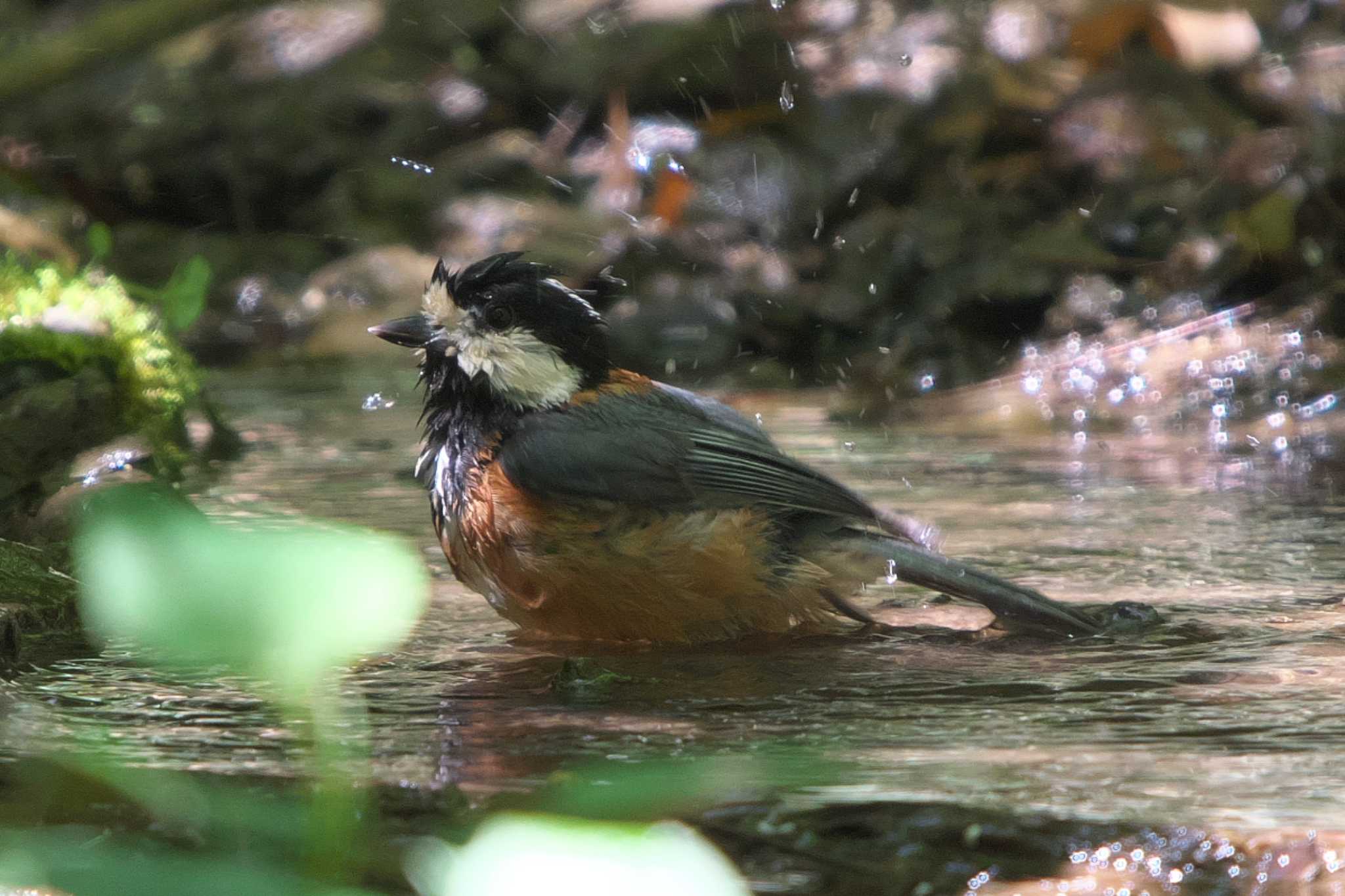 Varied Tit