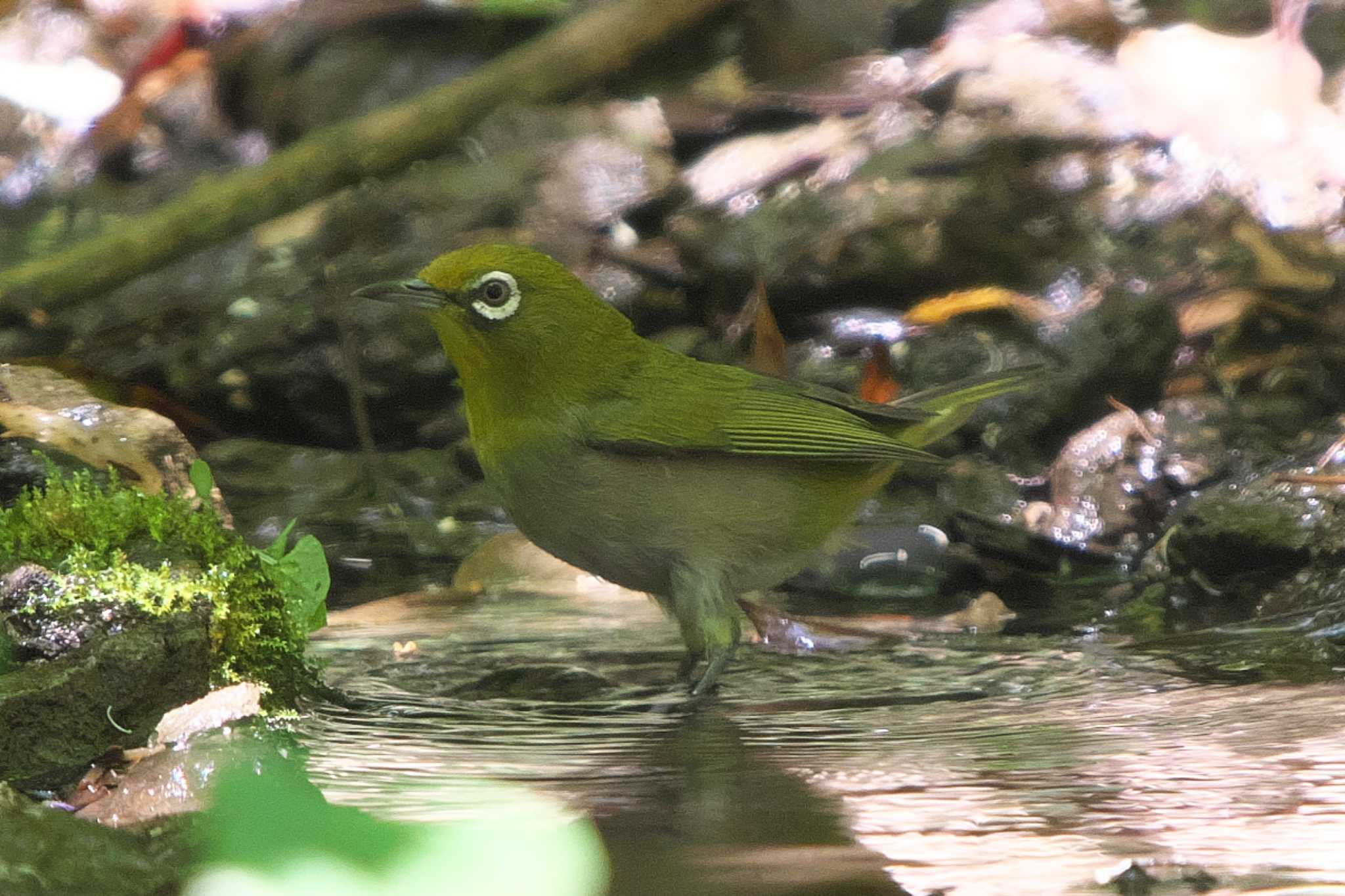 Warbling White-eye