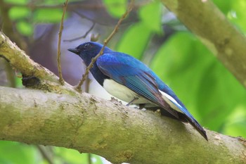 Fri, 5/5/2023 Birding report at 池子の森自然公園