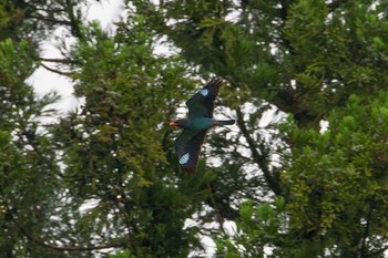 Oriental Dollarbird Unknown Spots Wed, 6/13/2018