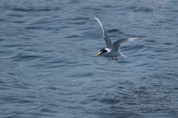 Little Tern 平磯海岸 Fri, 5/5/2023