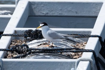 Fri, 5/5/2023 Birding report at 平磯海岸