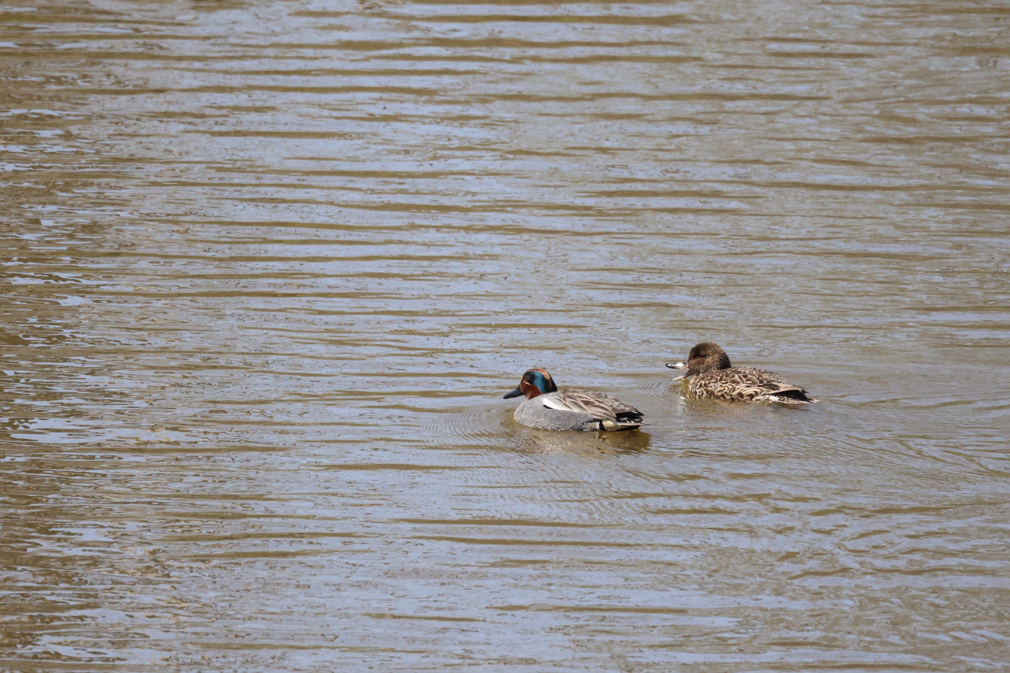 Eurasian Teal