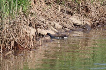 2023年5月2日(火) 東屯田遊水地の野鳥観察記録