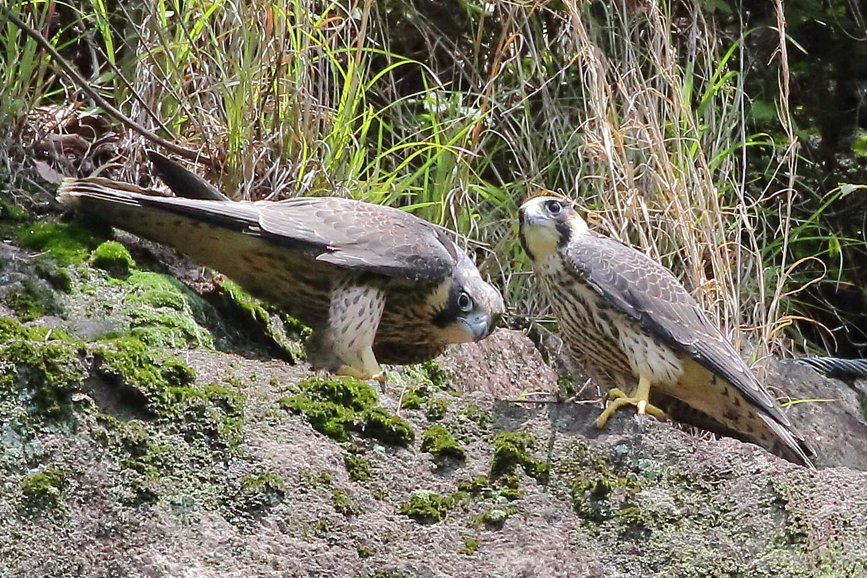  ハヤブサの写真 by じん