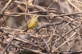 2023年5月5日(金) 北海道大学の野鳥観察記録