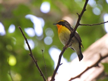 2023年5月5日(金) 泉の森公園の野鳥観察記録