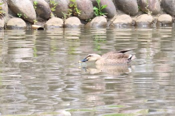 カルガモ 蘇原自然公園 2023年5月5日(金)