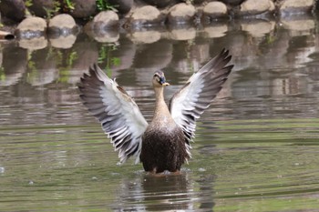 Eastern Spot-billed Duck 蘇原自然公園 Fri, 5/5/2023