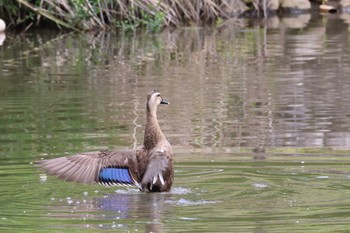 カルガモ 蘇原自然公園 2023年5月5日(金)