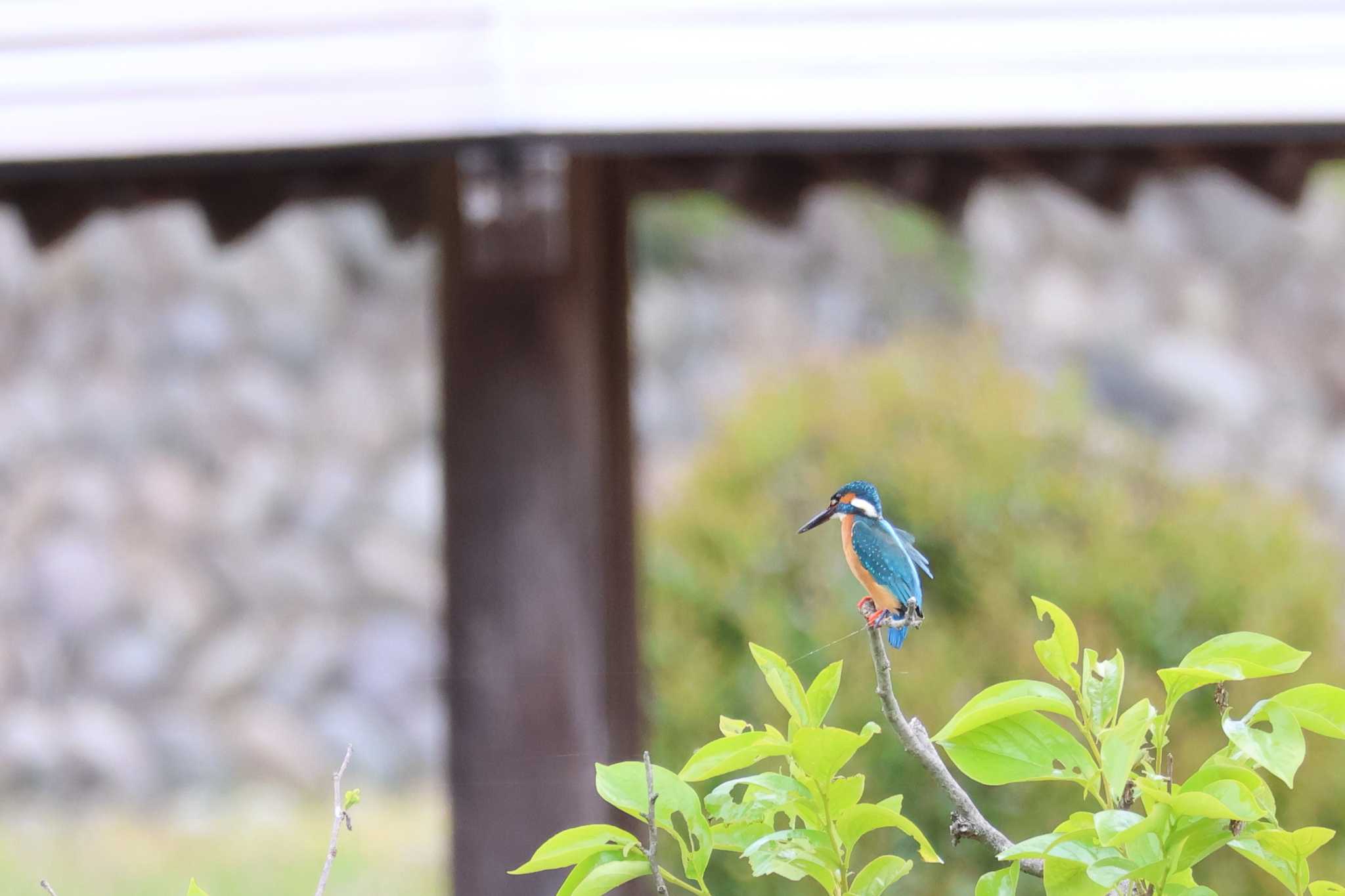 蘇原自然公園 カワセミの写真 by soratama