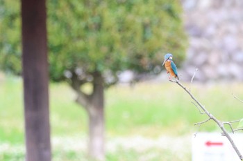 Common Kingfisher 蘇原自然公園 Fri, 5/5/2023