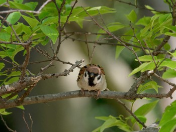 Eurasian Tree Sparrow 横浜市立金沢自然公園 Fri, 5/5/2023