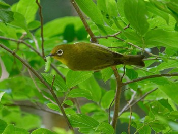 Warbling White-eye 横浜市立金沢自然公園 Fri, 5/5/2023