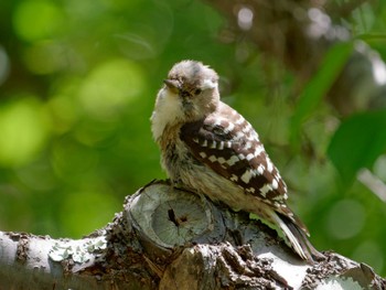 Japanese Pygmy Woodpecker 横浜市立金沢自然公園 Fri, 5/5/2023