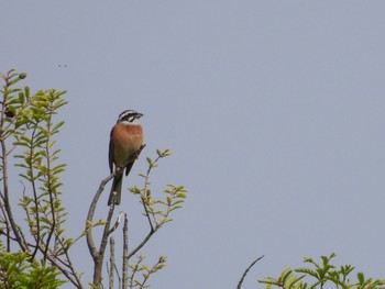 Meadow Bunting 生駒山 Fri, 5/5/2023