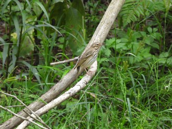 2023年5月5日(金) 生駒山の野鳥観察記録