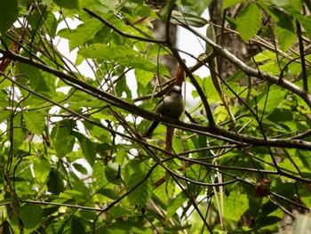 Long-tailed Tit 生駒山 Fri, 5/5/2023