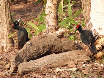 Black Woodpecker Makomanai Park Tue, 4/25/2023