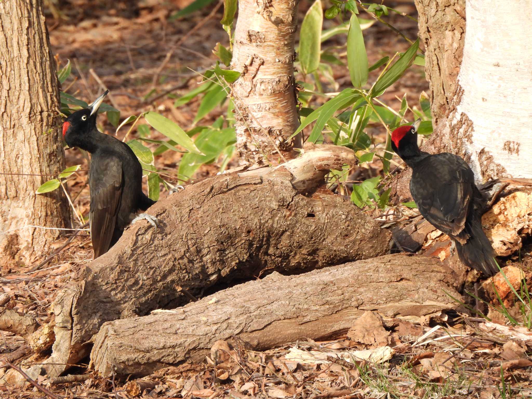 Photo of Black Woodpecker at Makomanai Park by Ko Sato