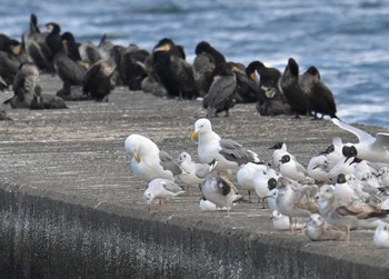 タイミルセグロカモメ ふなばし三番瀬海浜公園 2023年4月17日(月)