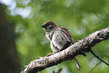 Eurasian Tree Sparrow 大阪府堺市 Fri, 5/5/2023