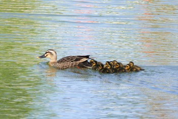 Eastern Spot-billed Duck 東京都 Fri, 5/5/2023